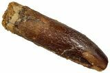 Fossil Sauropod Dinosaur (Titanosaur) Tooth - Morocco #332479-1